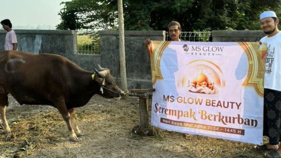 بائع MS GLOW Beauty Serempak Berkurban يشارك أكثر من 4 أطنان من اللحوم في Iduladha 1445 H