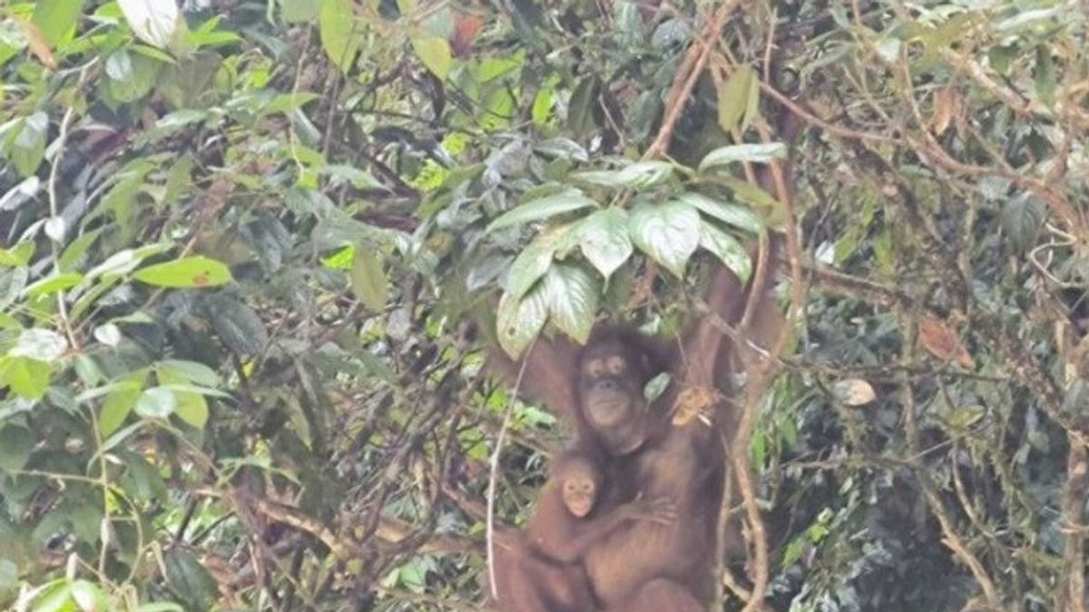 Two Orangutan In West Kalimantan Born Healthyly, Minister Of Environment And Forestry: Fresh Wind For Conservation Efforts