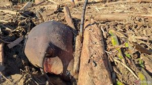Gajah Ditemukan Mati Akibat Banjir di Pidie Jaya Aceh