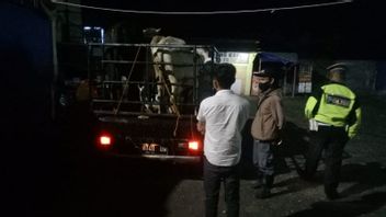 警察从该地区外返回没有SKKH的奶牛送货车