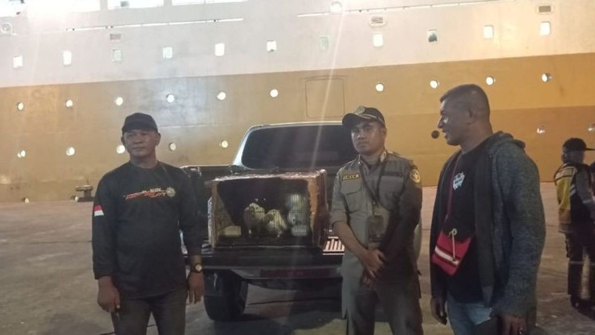 L’Agence de quarantaine des Moluques garde 3 éclats d’oiseaux de Kakatua Jambul jaune