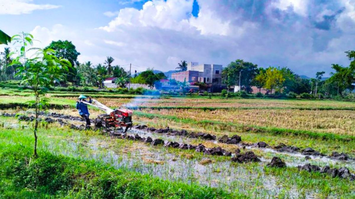 Rencana Padi West Lombok Lapas pour soutenir la sécurité alimentaire nationale