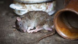 8 Warga Cilandak yang Diduga Terpapar Virus Tikus Sudah Sembuh, Kemenkes Belum Keluarkan Hasil Pemeriksaan Lab