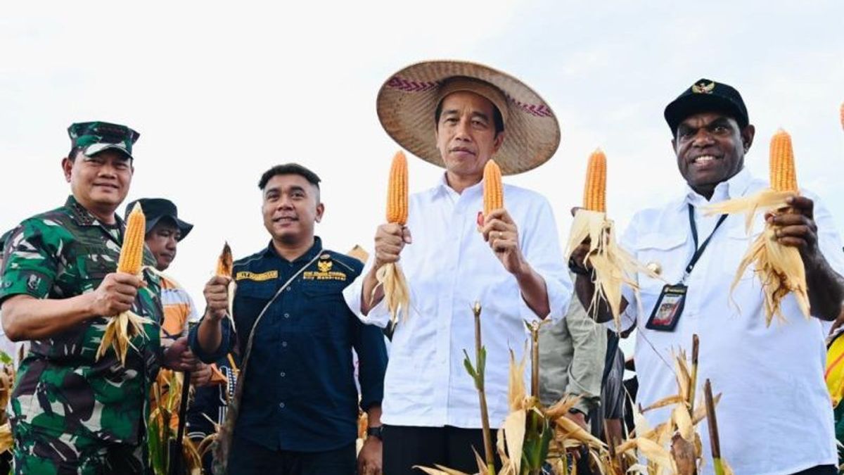 Visit Papua's Food Estate, Jokowi: Keerom Corn Harvest Is Above National Standards