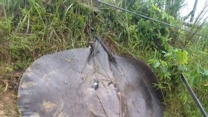 Ikan Pari 'Monster' Berhasil Ditangkap di Sungai Batanghari, Sempat Seret Pemancing ke Dasar Sungai