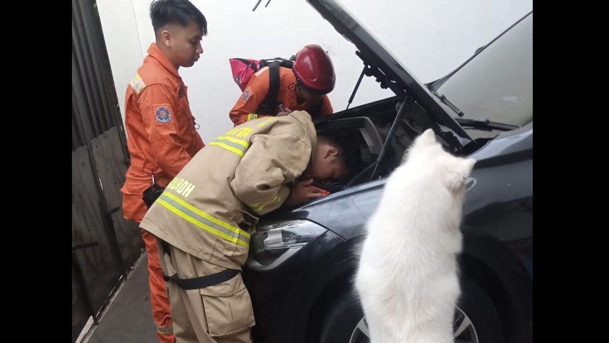   Anjing Olaf Milik Sarah Gibson yang Menggonggong-Mengendus Kucing Terjebak di Mesin Mobil, Bantu Damkar Evakuasi