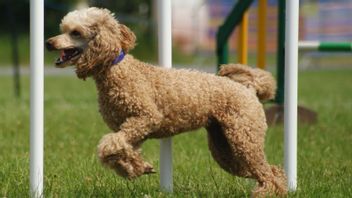 ピストはスパヨルの沿岸警備犬チームに加わります