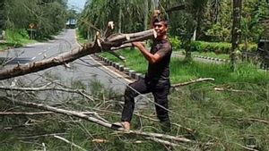 2 Residents In Pangkalpinang Died, 1 Treated Due To Falling Tree