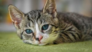 Cara Menghilangkan Jamur pada Kucing Secara Alami dan Efektif di Rumah