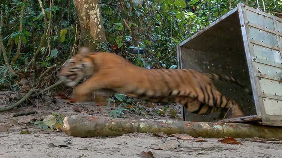 BKSDA Lepasliarkan Harimau ke Taman Nasional Gunung Leuser