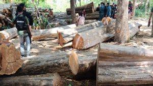Kemenhut Tangkap Anggota Sindikat Pembalakan Liar di TN Baluran