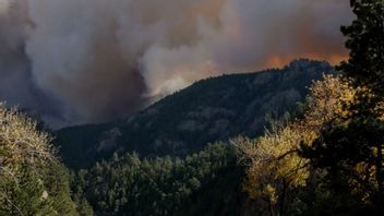 Fitur Google Maps Terbaru: Melihat Kebakaran Hutan di Seluruh Dunia 