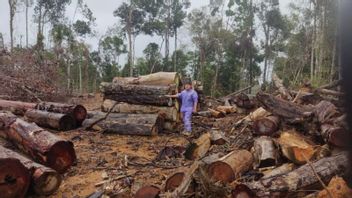 Kemenhut Selidiki Indikasi Pencucian Kayu Ilegal Pemegang PHAT di Sumut