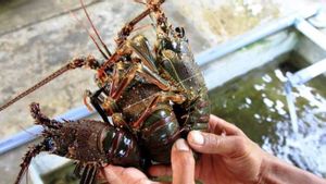 Izin Ekspor Lobster Tetap Terbit, KKP Gandeng Kejagung Kawal Aturan Tata Kelola