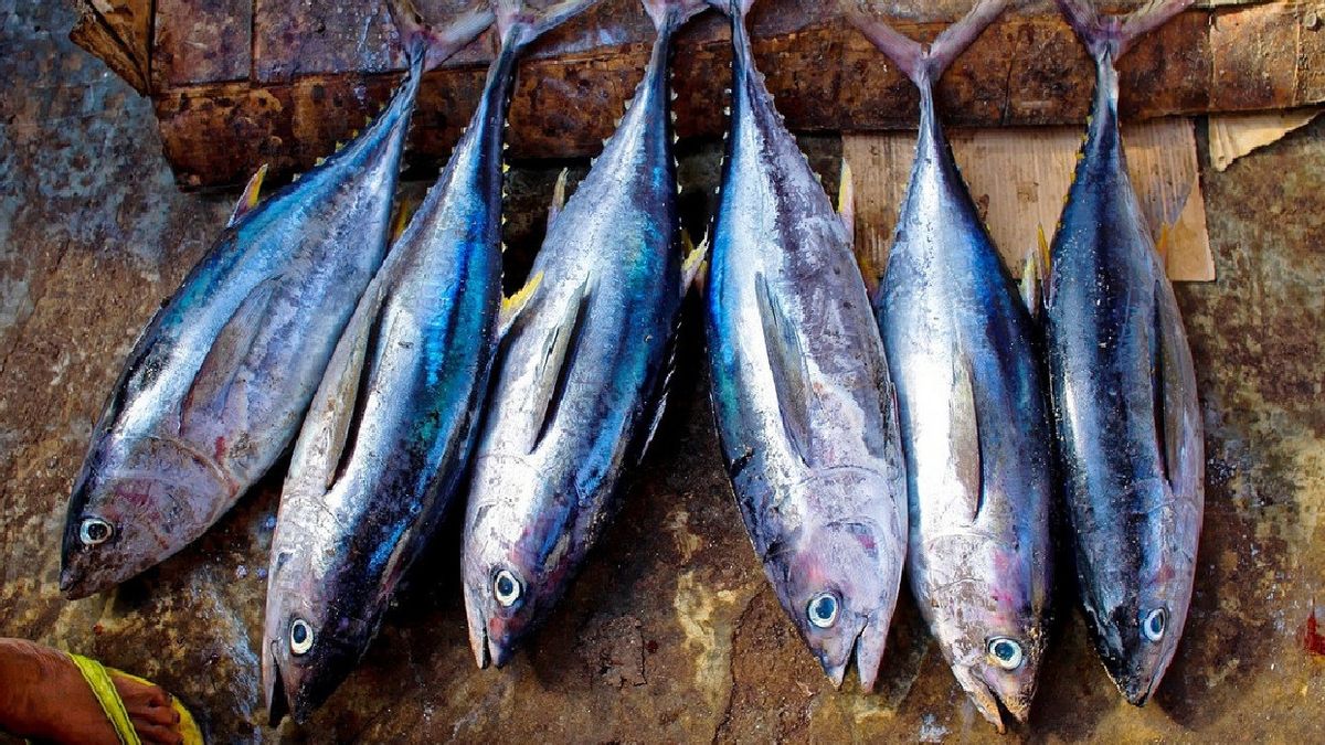 Rekomendasi Ikan yang Mengandung Protein Tinggi, Bagus untuk Membentuk Massa Otot