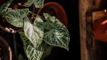 Placé à L’intérieur Ou à L’extérieur, Voici Comment Prendre Soin Des Plantes Syngonium