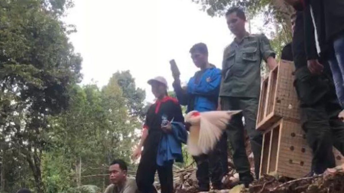 BKSDA Maluku Lepasliarkan 20 Satwa dari Kakatua hingga Ular Sanca Kembang di Gunung Sahuwai