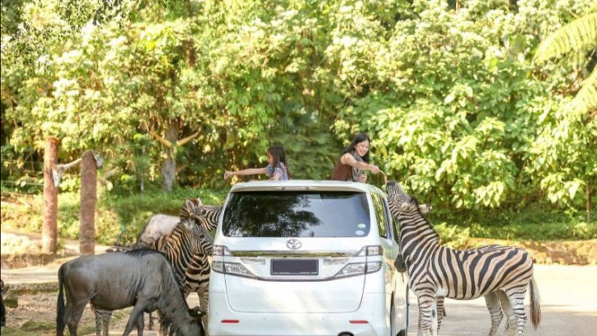 Odd-Even Puncak Route Causing Reduced Visits To Safari Park