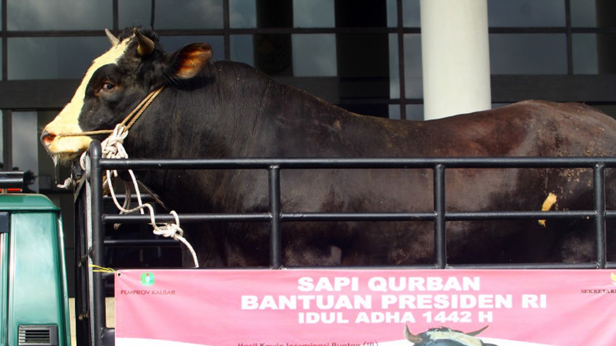 Le Président Jokowi Prépare 35 Vaches Au Sacrifice