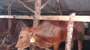 Pemkab Bangka Tengah Berikan Suntikan Vaksin PMK untuk Hewan Ternak Menjelang Idul Adha