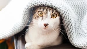 Defisiensi Taurin pada Kucing, Berbahayakah? Kenali Gejala dan Cara Mengatasinya