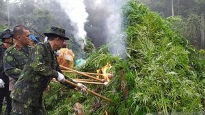 Total 20 Hektare Ladang Ganja di Aceh Dimusnahkan BNN
