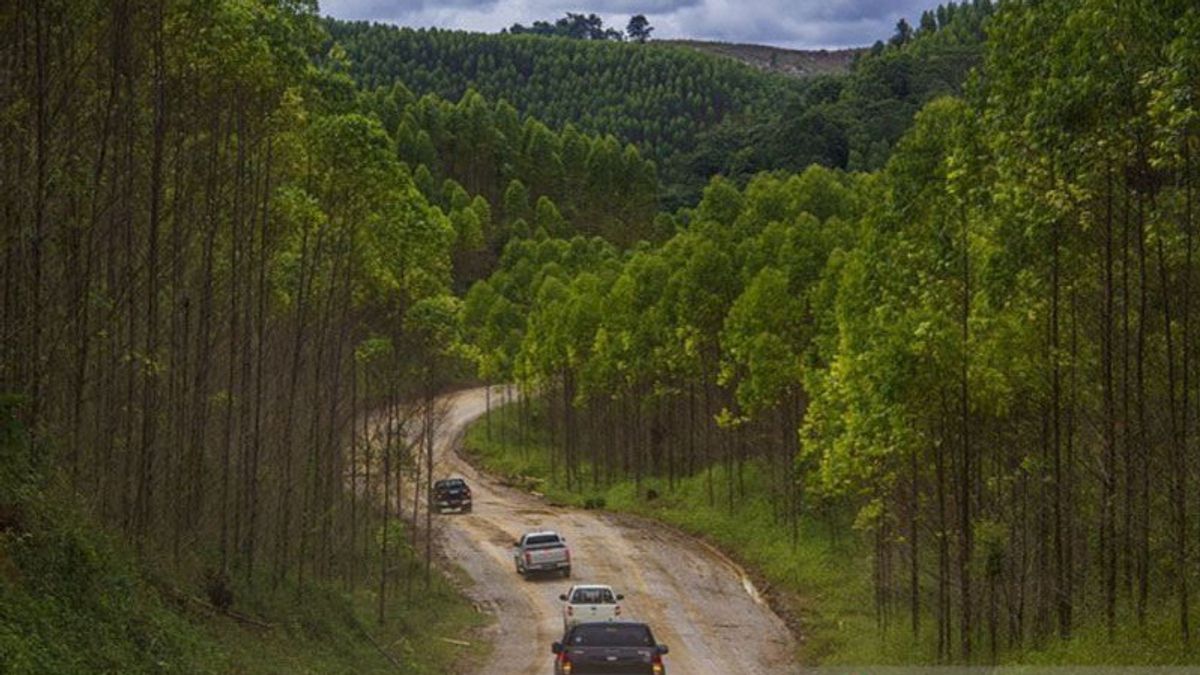 هيئة IKN تريد من علماء الأحياء أن يلعبوا دورا في صياغة مفهوم مدينة الغابات للعاصمة الوطنية الجديدة
