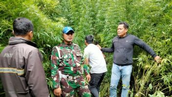 TNI Members Find Cannabis Fields In Kar-Made Forests