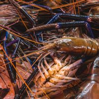 Cara Budidaya Lobster Air Tawar di Lahan Terbatas, Mulai dari Pembenihan hingga Panen