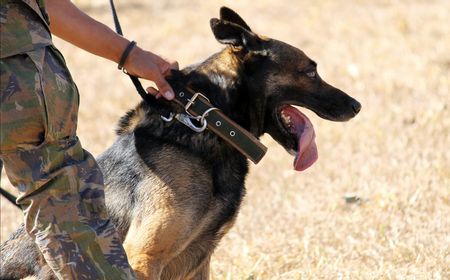 Ilmuwan Inggris Mulai Latih Anjing untuk Deteksi Pasien COVID-19