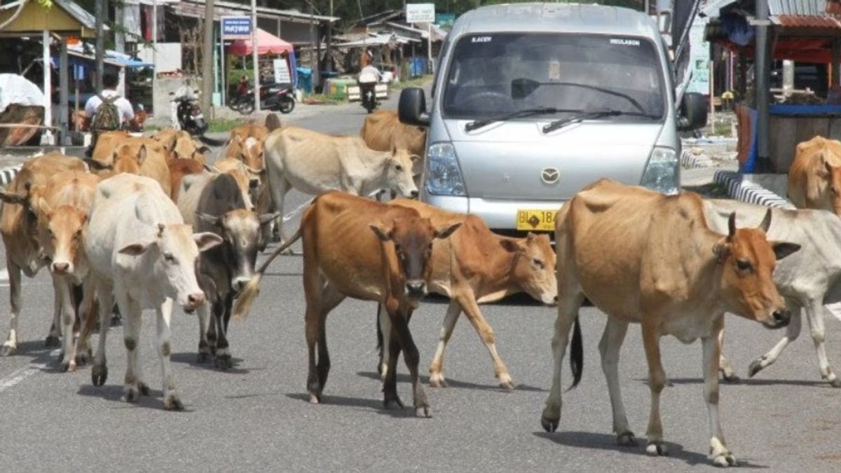 作为印度尼西亚的牲畜谷仓，NTT如何预测口蹄疫威胁？