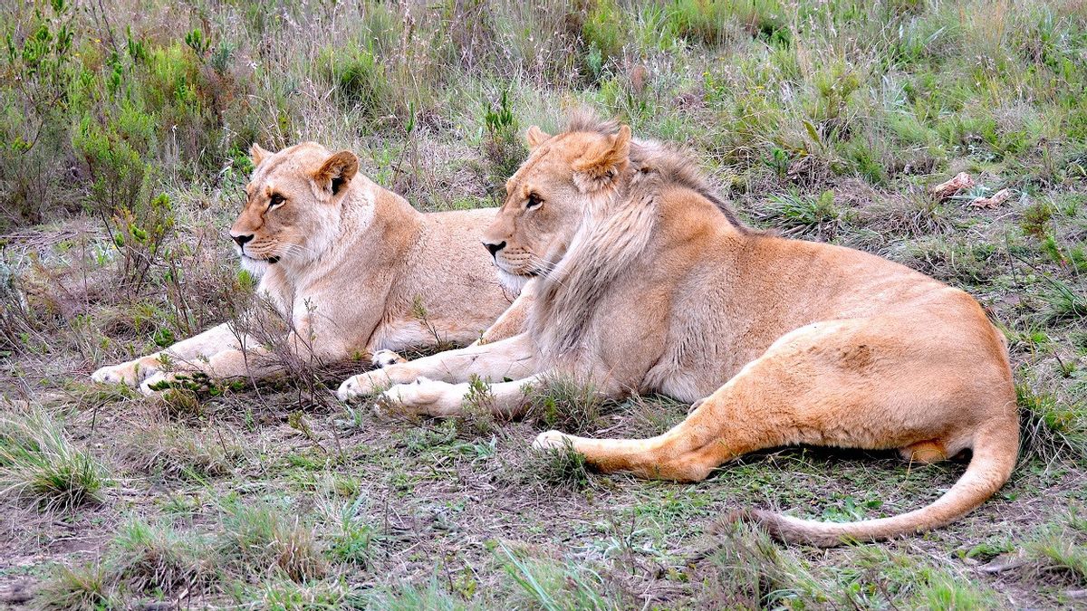 The Future Of Lion Breeders In South Africa Is Uncertain After The Ban