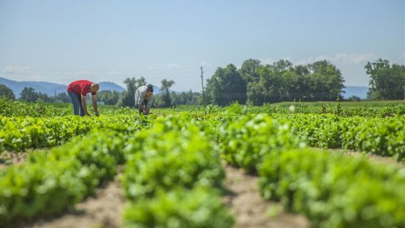 汚染物質となり得る農業廃棄物の種類とその原因要因