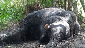 ناغان رايا - نشرت حكومة ناغان رايا ريجنسي فريقا لاستكشاف سبب وفاة الأفيال
