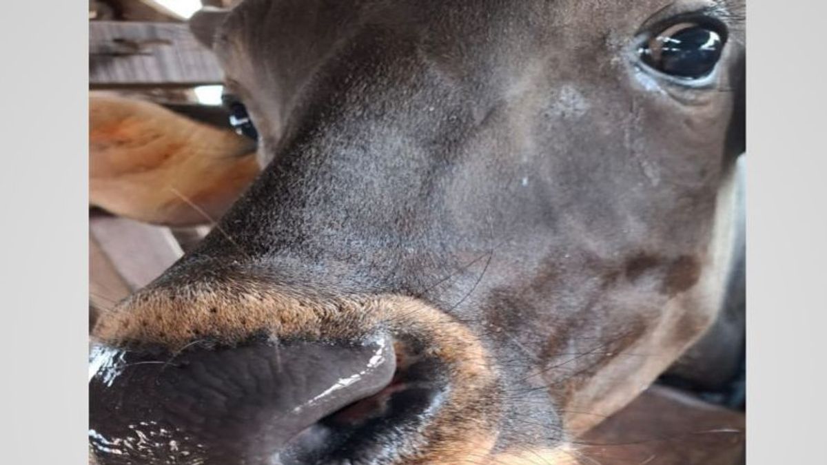 The Mouth Condition Of Cows Owned By Water Farmers And Melepuh, Distan Mataram Duga With PKM