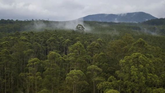 政府第6/2026号法令是碳项目企业家稳定的关键