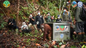 三只经过康复的猩猩在TNBBBR被释放