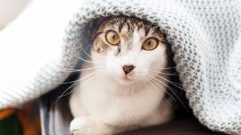 نقص تاورين في القطط، هل هو خطير؟ تعرف على الأعراض وكيفية التعامل معها