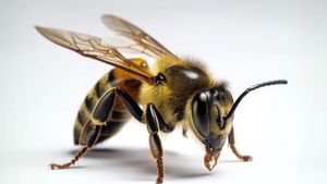 Penanganan Pertama Disengat Lebah, Lakukan Langkah Ini agar Tidak Tambah Parah