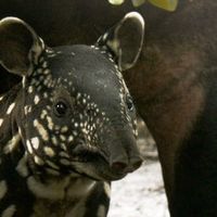 Hari Tapir Sedunia: Bandung Zoo Sukses Kembangkan Program Penangkaran Tapir Tenuk