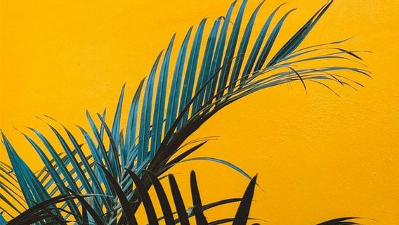 Increase Luck At Home By Planting Yellow Palm Plants