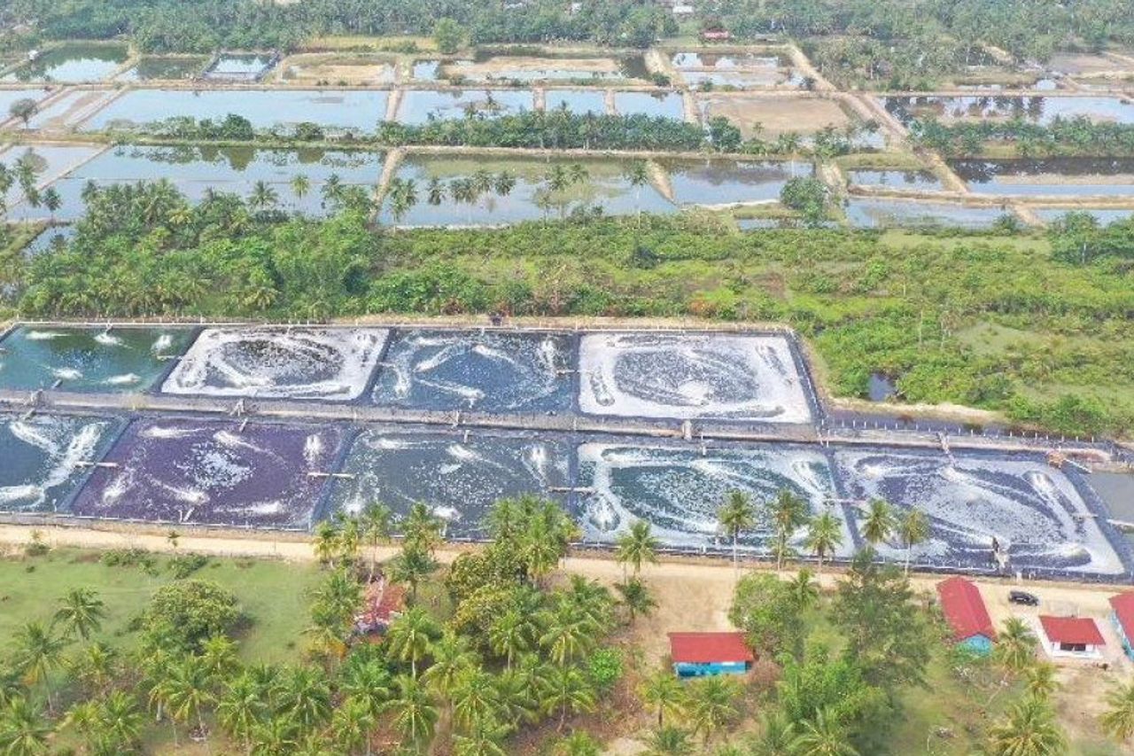 KKP スリンプ農園がマングローブ生態系に損害を与えたことを否定:非生産的な土地を利用
