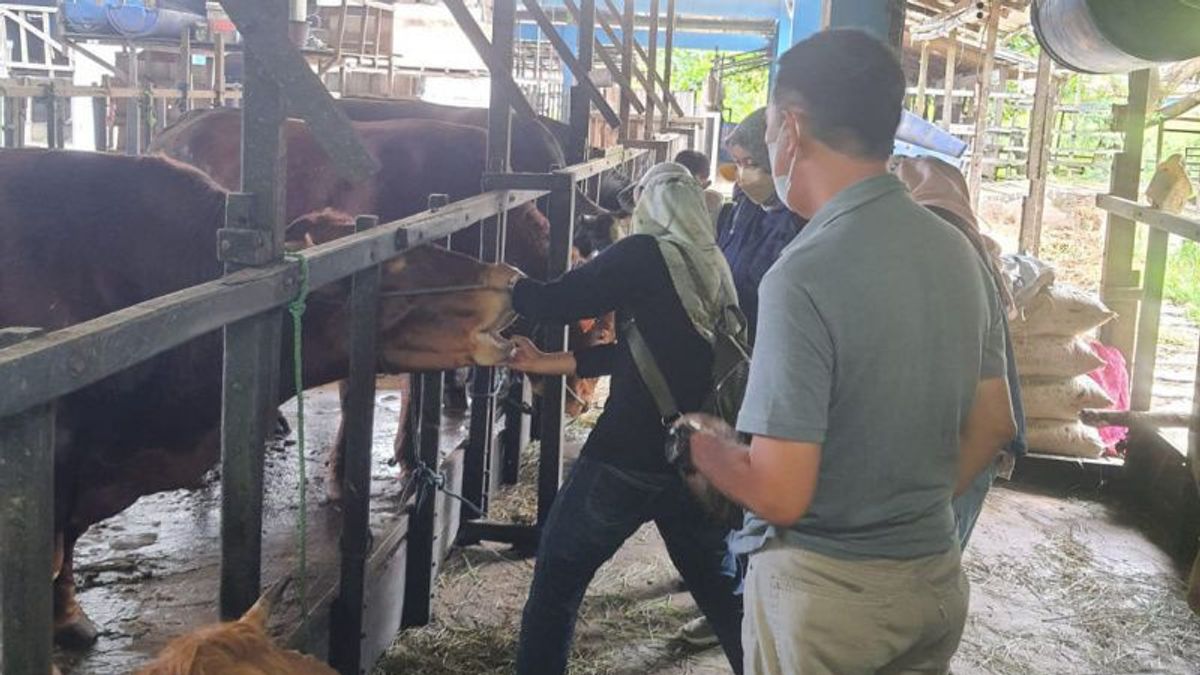 Banjarmasin Expects Sacrificial Cattle Supply From NTB And NTT