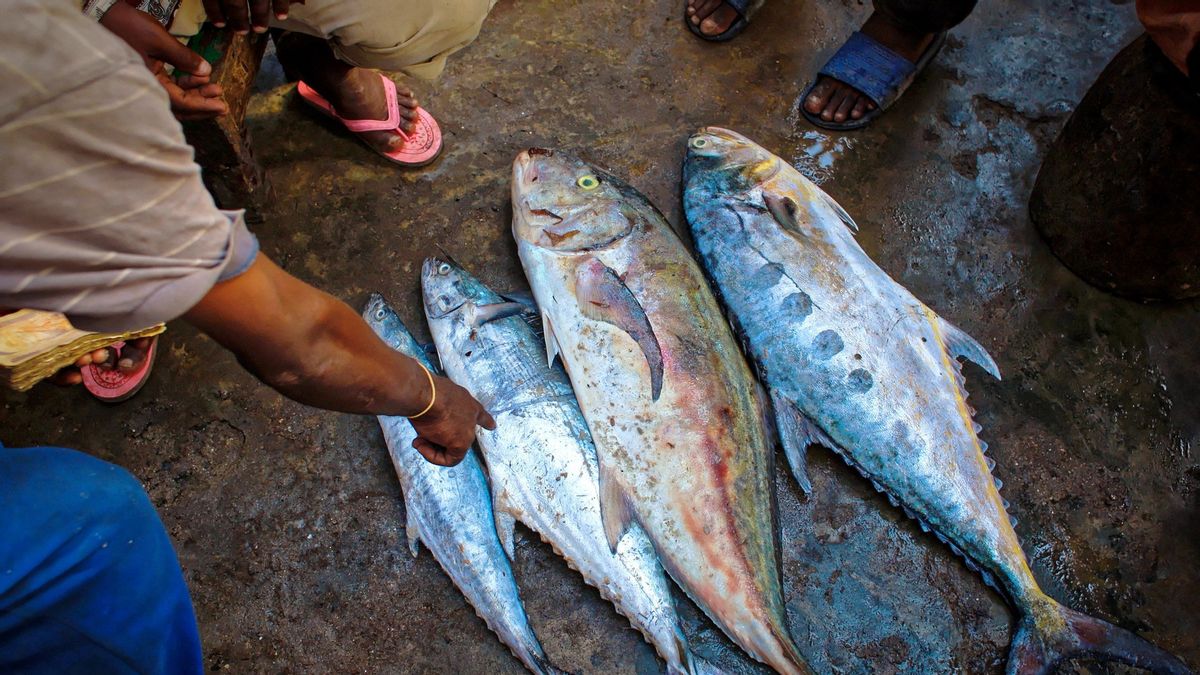 本月，北苏拉威西向美国出口18吨冷冻鱼