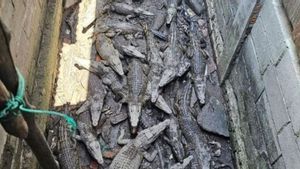 Riau Islands Police Thwart The Smuggling Of Dozens Of Muara Crocodile Babies To Thailand