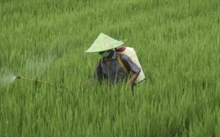 Kementan Beri Relaksasi Biaya Perlindungan Varietas Tanaman