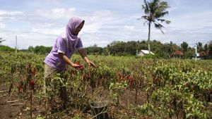 Punya Potensi Ekspor, Tanaman Rempah Harus Mulai Dilirik Petani Sayur