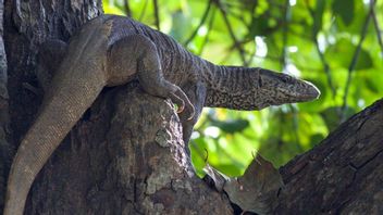 Empat Pria India Perkosa Biawak di Taman Nasional, Pelaku Terancam 7 Tahun Penjara 