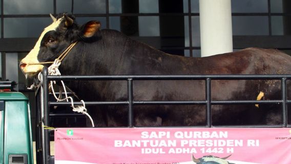 Jokowi Siapkan 35 Sapi sebagai Hewan Kurban Iduladha