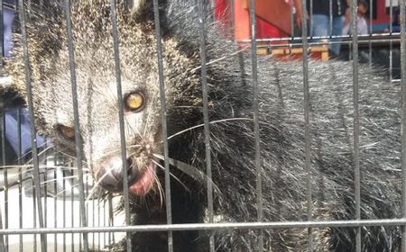 Satwa Binturong yang Masuk Rumah Warga di Payakumbuh Diserahkan ke BKSDA